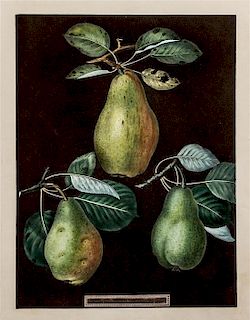Brookshaw, George (1751-1823) Three Pears (Plate LXXX) -- Six Apples (Plate LXXXVIII) from IPomona BritannicaD, watermarked 1