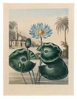 Thornton, Robert (1768-1837)  The Nodding Renealmia -- The Blue Egyptian Water-Lily