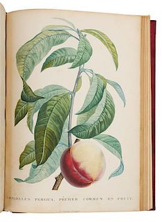 [BOTANICAL]. ROUSSEAU, Jean Jacques (1712-1778). La Botanique. Paris: Baudouin Freres, 1821-1822.