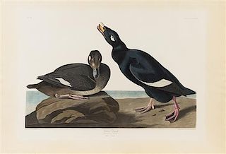 * AUDUBON, John James (1785-1851), Velvet Duck (Melanitta fusca), 1835