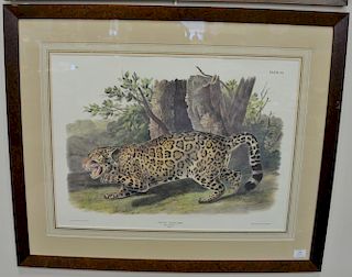After John James Audubon, print, Felis Onca, Linn The Jaguar, sight size 20" x 26 1/2".  Provenance: Property from the Credit
