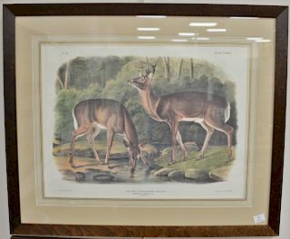 After John W. Audubon, print, Cervus Virginianus, Pennant Common or Virginian Deer, sight size: 20" x 26 1/2".  Provenance: P