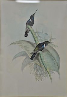 John Gould, hand colored lithograph, Hummingbird, sight size 17 1/2" x 12".  Provenance: Property from the Credit Suisse Amer