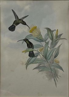 John Gould, hand colored lithograph, Hummingbird, Threnetes Antonie, sight size 17 1/2" x 12".  Provenance: Property from the