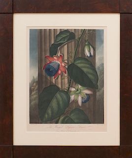 ROBERT JOHN THORNTON (1768-1837): THE WINGED PASSION FLOWER, FROM THE TEMPLE OF FLORA