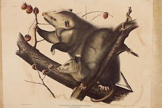 Hand Colored Print of an Opossum Family