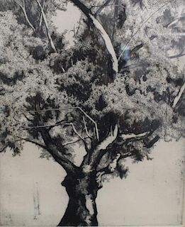 Signed Etching of a Copper Birch Tree