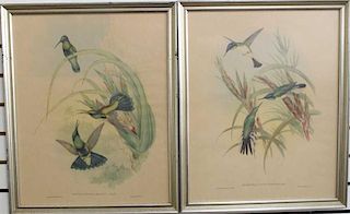 (2) Framed Antique Bird Prints