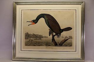 J.J. Audubon (1785 - 1851) Engraving