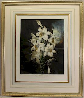 "White Lily" Antique Framed Floral Engraving