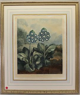 "A Group of Auriculas" Framed Antique Engraving