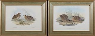 J. Gould and H.C. Ritcher, "Syndicus Diemenensis," and "Coturnix Pectoralis," 20th c., pair of colored quail prints, after th