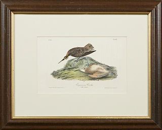 John James Audubon (1785-1815), "Esquimaux Curlew," No. 72, Plate 357, 1840, Octavo first edition, presented in a mahogany fr