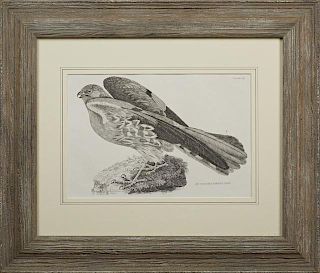 Prideaux John Selby (1788-1867), "Ash Colored Harrier Hawk, Male," Plate 11, 19th c., presented in a wide reeded distressed f