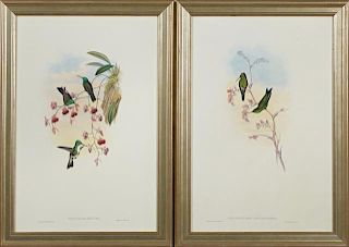 John Gould and H.C. Richter, "Thaumatias Milleri," and "Chlorostilbon Angustipennis," 20th c., pair of hummingbird prints, af