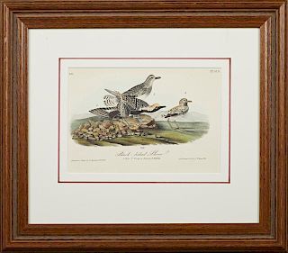 John James Audubon (1785-1815), "Black-bellied Plover," No. 63, Plate 315, 1840, Octavo first edition, presented in a mahogan