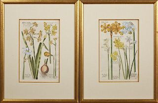 Johann Theodor DeBry (1561-1623), "Narcissus," Plate 170 and "Narcissus Albus," Plate 160, 18th c., pair of hand colored engr