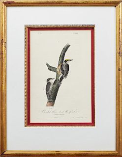 John James Audubon (1785-1815), "Banded Three-toed Woodpecker," No. 54, Plate 269, 1840, Octavo first edition, presented in a