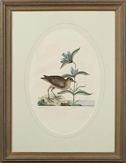 Marc Catesby (1683-1749), "Gallinula Americana," 18th c., coloured engraving presented in a toned gilt frame with an oval mat