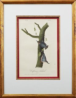 John James Audubon (1785-1815), "Californian Nuthatch" No. 50, Plate 250, 1840, Octavo first edition, presented in a gilt fra