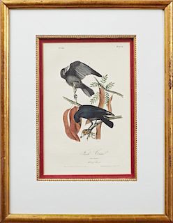 John James Audubon (1785-1815), "Fish Crow," No. 46, Plate 226, 1840, Octavo first edition, presented in a gold leaf frame wi