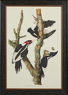 John James Audubon (1785-1851), "Ivory-billed Woodpecker," No. 14, Plate 66, presented in a wide stenciled ebonized frame wit