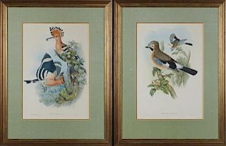 John Gould and H.C. Ritcher, "Upupa Epops," and "Garrulus Glandarius," 20th c., pavius bird prints after the 19th c. original