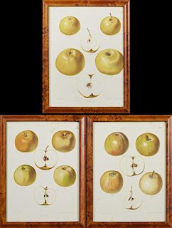After Samuel Berghuis, "Yellow Apples," early 20th c., three chromolithographs, presented in burled frames, H.- 11 3/4 in., W