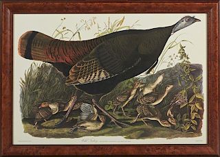 John James Audubon (1785-1851), "Wild Turkey," Plate 6, Amsterdam edition, presented in a burled walnut frame with a beaded l