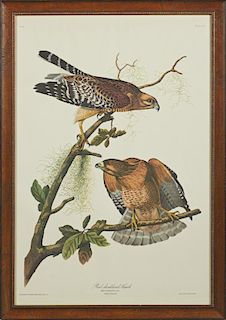 John James Audubon (1785-1851), "Red-Shouldered Hawk," No. 12, Plate 56, Amsterdam edition, presented in a burled walnut fram