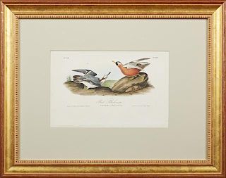 John James Audubon (1785-1815), "Red Phalarope," No. 68, Plate 339, 1840, Octavo first edition, presented in a gilt frame wit