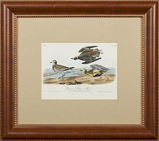 John James Audubon (1785-1815), "American Golden Plover," No. 64, Plate 316, 1840, Octavo first edition, presented in a gilt 