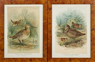 J.G. Keulemans (1842-1912), "Snipe," early 20th c., two German chromolithographs, presented in burled walnut frames, H.- 14 3