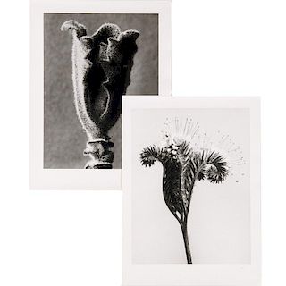 Karl Blossfeldt, (2) photographs