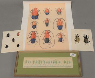 Four unframed beetle hand colored engravings including a small framed beetle by Joan Drew "Collection" lithograph. sight size 3" x 1...