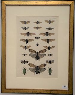 Three framed moth and beetle engravings/lithographs including Atlas Universel Des Sciences (sheet size: 16 1/2" x 22"), written on b...