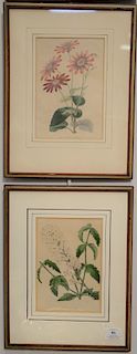 Set of four Samuel Holden (1800-1860) colored lithographs, Verbena Teucrioides, Coelogyne Wallichiana and Phlox van Hootie, Cinerari...