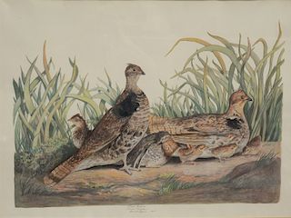 Carroll Sargent Tyson (1877-1956), collotype color lithograph, Ruffed Grouse, signed and titled in pencil bottom center, having orig...