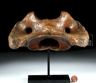 Ancient Fossilized Whale Cervical Vertebra