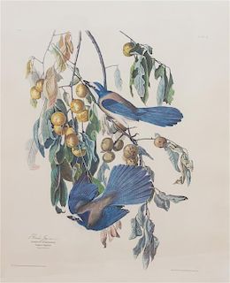 After John James Audubon, American, 1785-1851, Florida Jay, from The Birds of North America