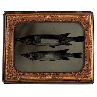 Half Plate Fishing Ambrotype of Two Northern Pike, Weighed and Dated in the Image
