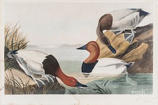 John James Audubon engraving of a canvasback duck