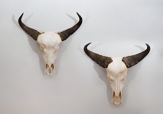PAIR OF CAPE BUFFALO TROPHIES