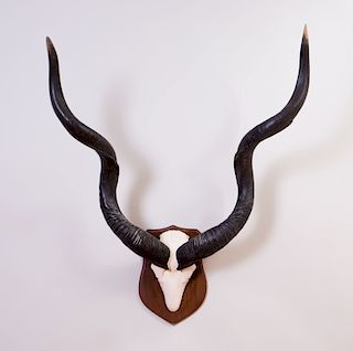 KUDU HORN AND PARTIAL SKULL WALL MOUNT TROPHY