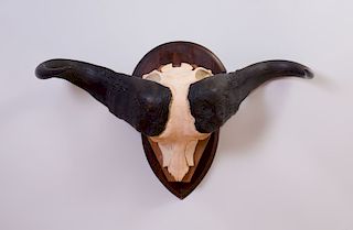 CAPE BUFFALO HORN AND PARTIAL SKULL WALL MOUNT TROPHY