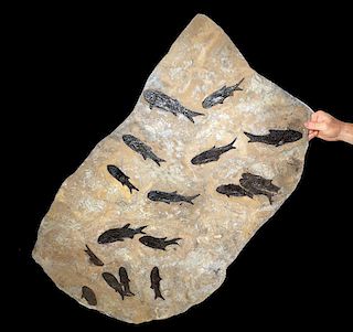 Large Group of Paramblypterus Permian Fish Fossils