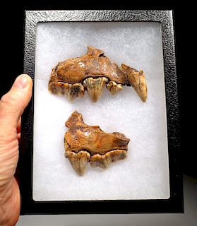 Rare Crocuta European Cave Hyena Fossil Maxillae