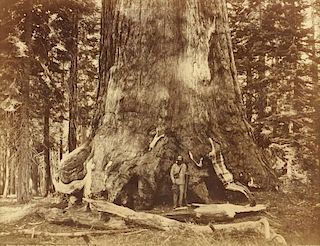CARLETON E. WATKINS (American 1829-1916) with ISAIAH W. TABER (American 1830-1912) TWO PHOTOGRAPHS, "Ohio," and "Selection of the Grizzly Giant,"
