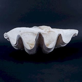 Giant Clam Shell. Chips or nicks to edge, water stains.