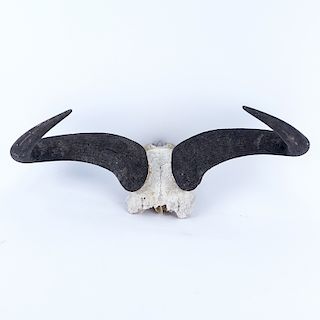 Vintage Water Buffalo Horn with Partial Skull. Typical wear associated with skulls and horns.